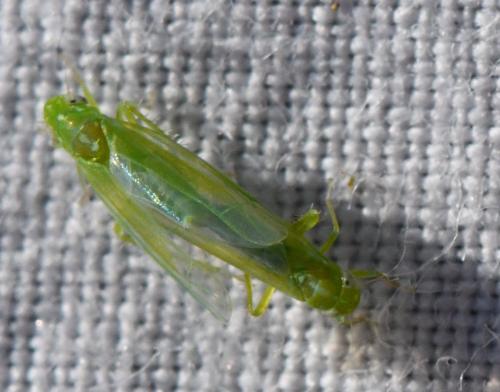 Empoasca vitis